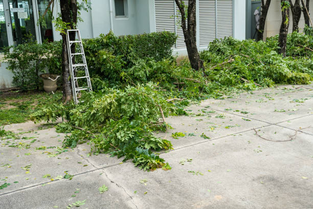 Best Tree Disease Treatment  in Kensington, NY