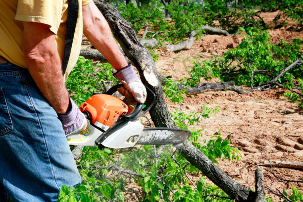 Best Lawn Renovation and Restoration  in Kensington, NY
